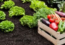 TARIMSAL ÜRETİM DENETİMLERİ MANAVGATA DOĞRU GELİYOR