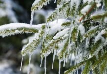 ANTALYA İÇİN DON VE BUZLANMA UYARISI