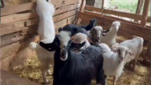 Çalınan Küçükbaş Hayvanlar