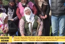 HOCALI MAHALLESİ: “ZEYTİN AĞAÇLARINA DOKUNMAYIN”