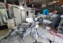 ANTALYA’DA KAÇAK AVCILIKLA İLGİLİ DENETİMLER ARTIRILDI