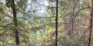 MANAVGAT AHMETLER MAHALLESİNE 2026 ÇEVRE ÖDÜLÜ